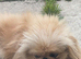 2 Rare gorgeous apricot & white pekingnese part-coloured boy 14 months