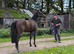Ango Arab filly