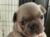 Kc registered 6 generations kc puppies