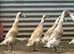 Female Indian runner ducks