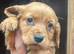 Cocker spaniel puppys