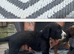 Lucher cross cocker