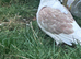 5 pigeons for sale