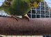 Budgies available 9 weeks old