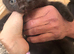 Kittens for sale