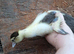 Muscovie ducklings available