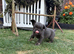 Fluffy French bulldog