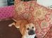Shar Pei cross bully for sale