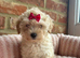 Adorable Maltipoo puppies