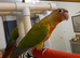 Handreared Conures! £280 ono