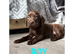 Kc registered Labradors