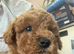 MALTIPOO RED
