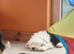 Ikc registered old english sheepdog puppies