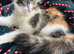 2 ginger half ragdoll babies