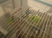 4 male budgies