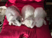 Gorgeous mini lops