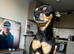 Russian toy terrier, two boys puppies
