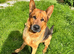German Shepherd Urgently needs 5* home