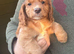 Beautiful Cocker Spaniel Puppies