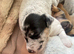 Rare colour Jack Russell Pups DNA Health Clear Stud