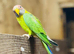 Plum headed parrot
