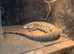 B&W Argentine Tegu