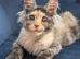 Tica registered Maine coon kittens