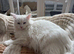 Maine Coon kittens