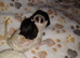 3 male maincoon kittens for sale