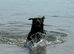 Silver Labrador - Bramble