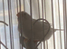White finches