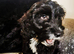 6 month old cockapoo