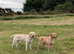 KC registered male Labrador