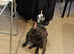 Sell French Buldog 3 years old boy
