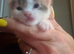 4 baby kittens