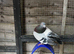 Racing pigeons