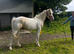 Palomino & white filly