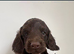 doxiepoo pups 1x female 4x male