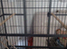 Large cage for sale in WS3