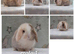 Beautiful purebred mini lops