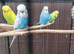 3x budgies and full set up