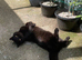 Beautiful BSH Kayleigh 7 years old