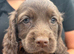 Cocker spaniel puppies