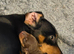 KC Registered Miniature Dachshund Puppies - Ready 30th May