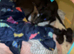Patterdale cross staffy