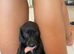 Miniature dachshund puppy