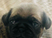 Beautiful Purebred Pug Puppies &ndash; Ready for Their Forever Homes Soon