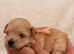 Korean Maltipoo puppies available