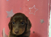 Longhair dachshunds available