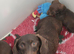 Miniature dachshund adult